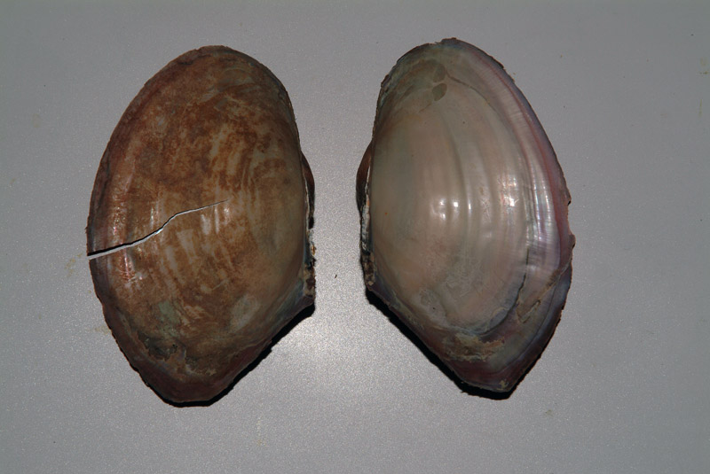 Bivalve d''acqua dolce